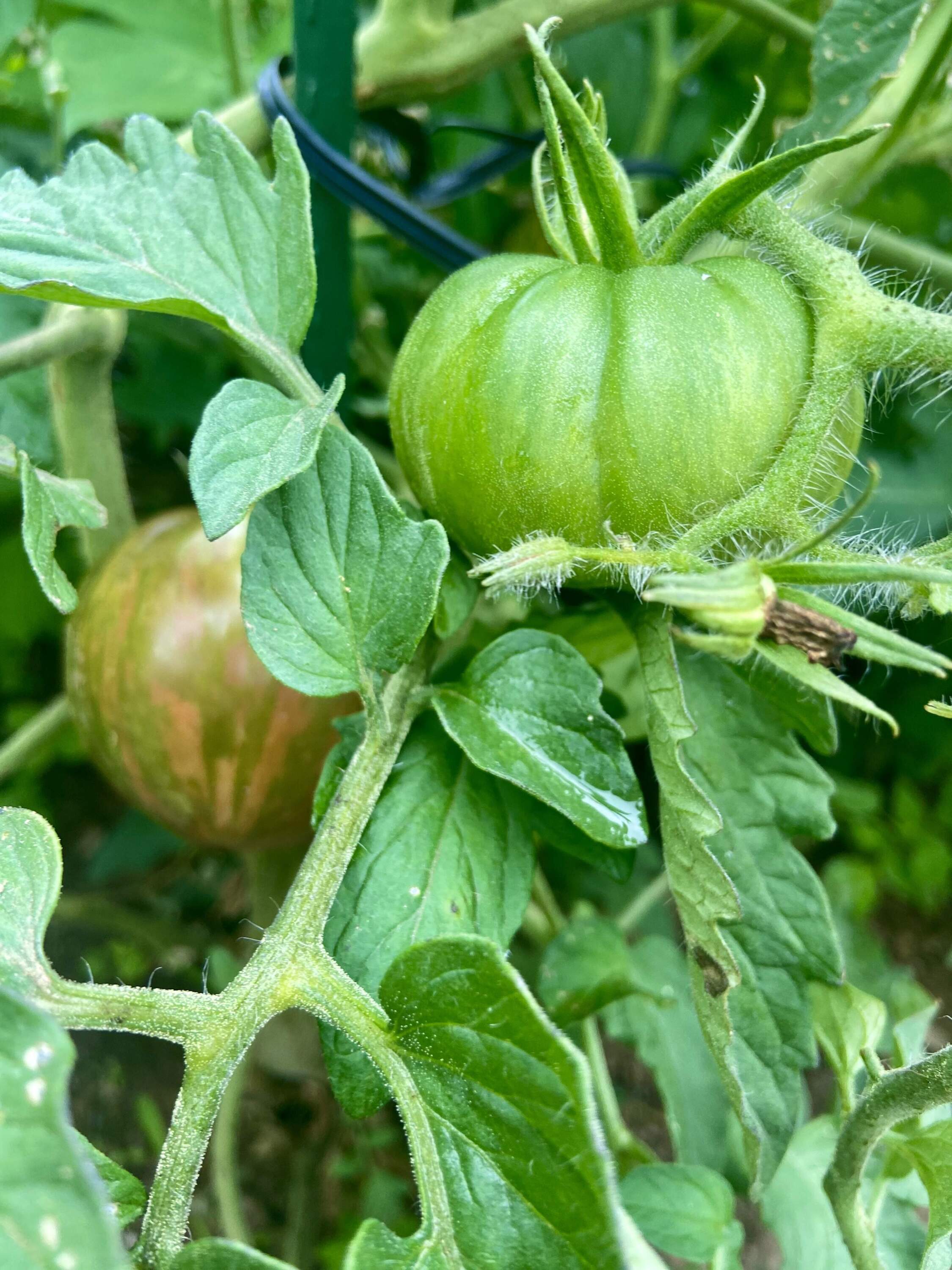 Ripening tomatoes. (Kathy Gunst/Here & Now)