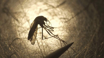 A biologist examines a mosquito in Salt Lake City. (Rick Bowmer/AP)